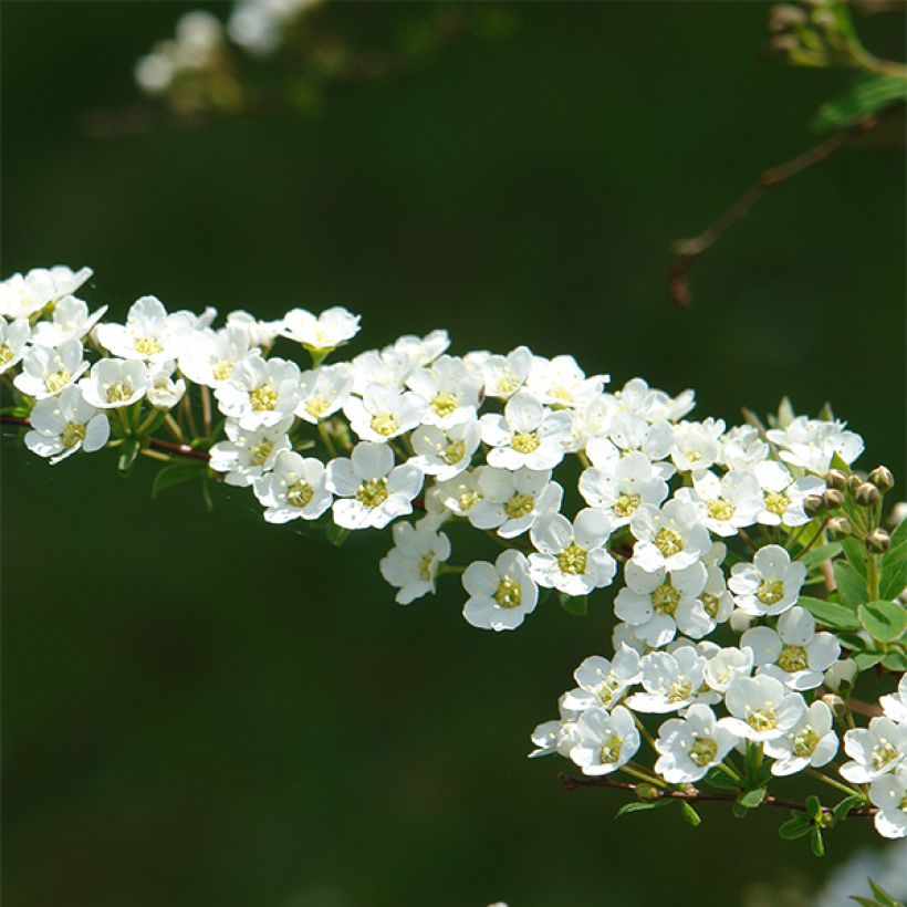 Spiraea cinerea Grefsheim - Spirée dentelée  (Floraison)