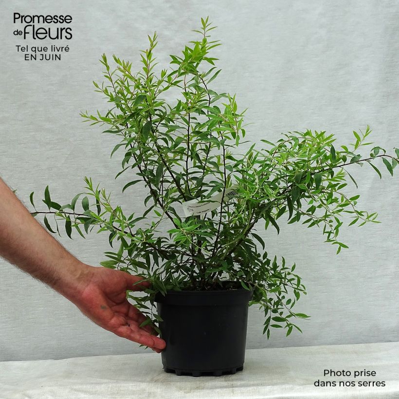 Spécimen de Spiraea cinerea Grefsheim - Spirée dentelée  Pot de 3L/4L tel que livré en été