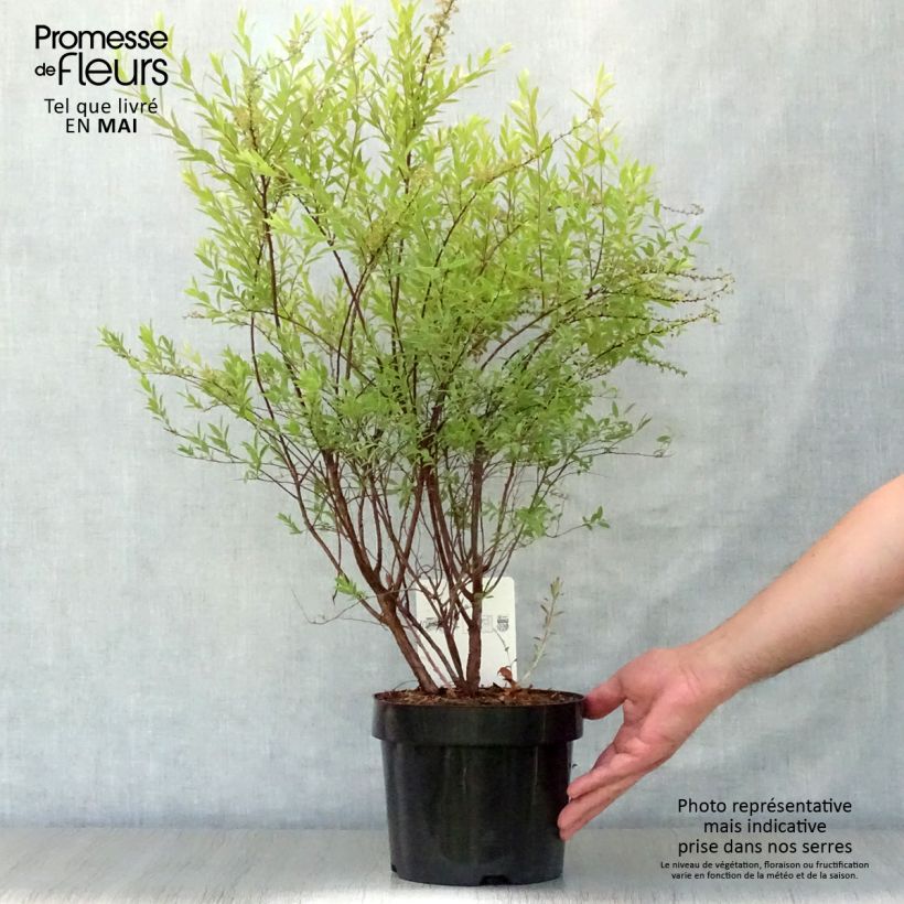 Spécimen de Spiraea cinerea Grefsheim - Spirée dentelée en pot de 3/4L tel que livré au printemps