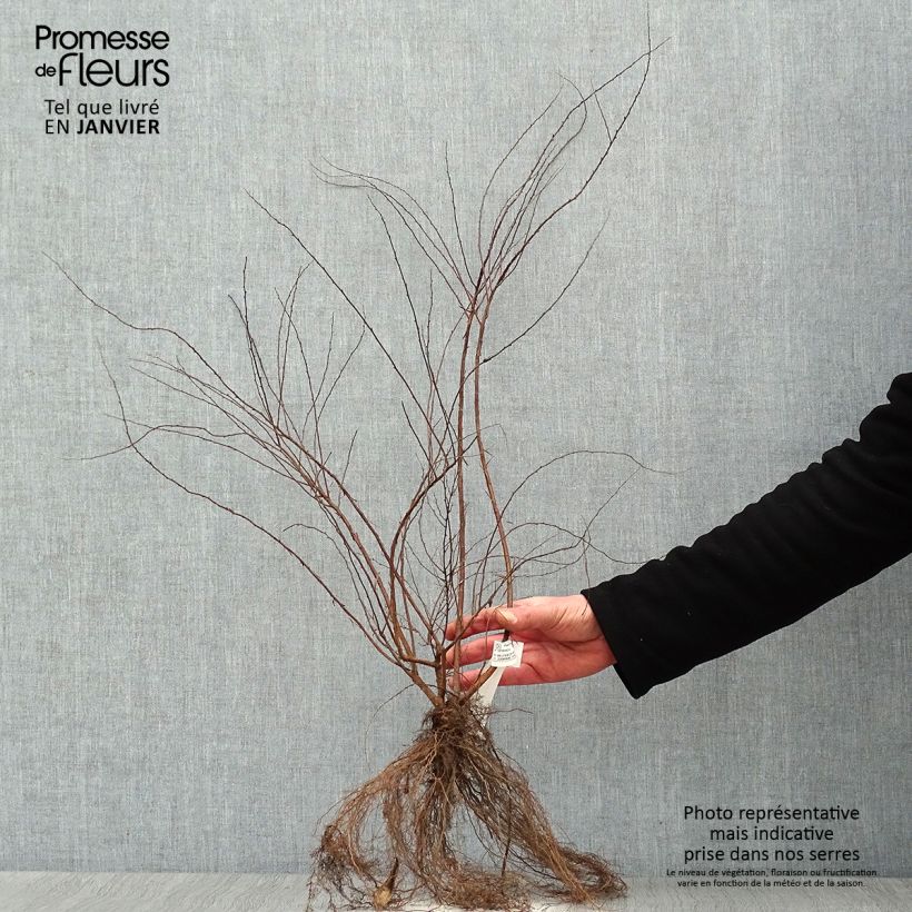 Spécimen de Spiraea cinerea Grefsheim - Spirée dentelée en racines nues 30/50cm tel que livré en hiver