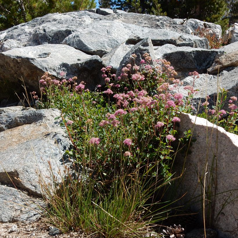 Spiraea densiflora (= splendens) - Spirée à fleurs denses (Port)