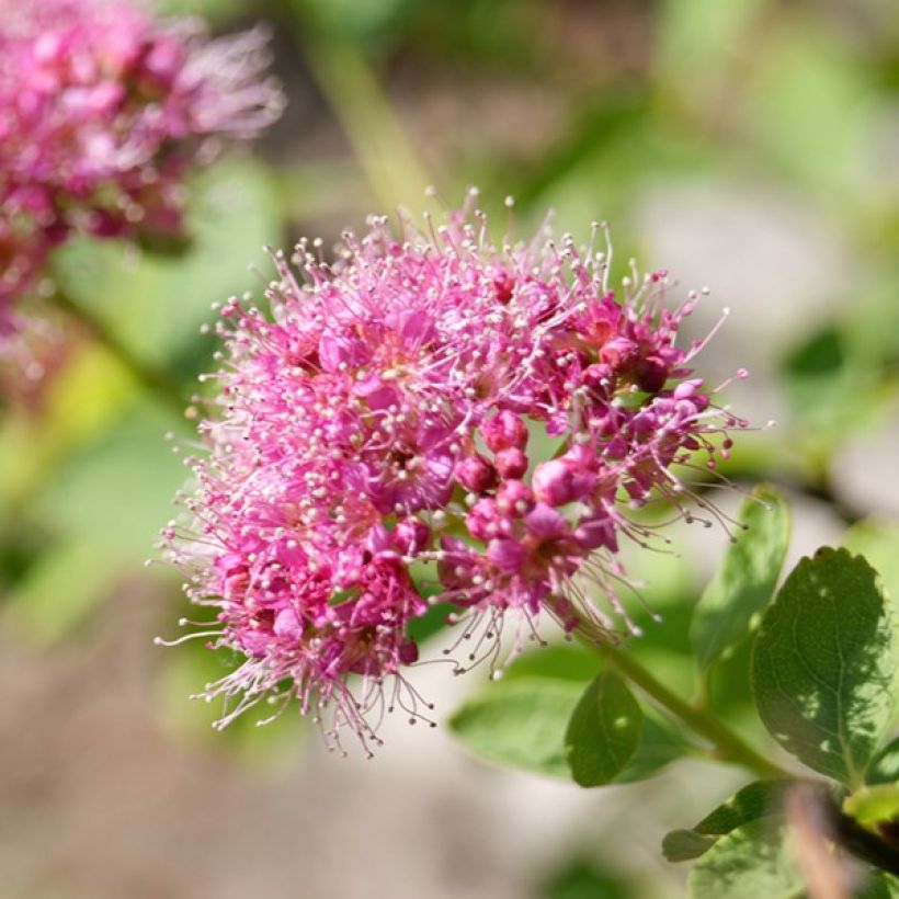 Spiraea densiflora (= splendens) - Spirée à fleurs denses (Floraison)