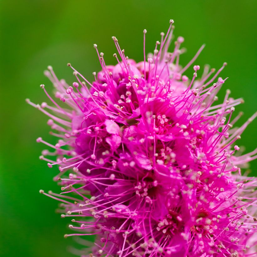 Spiraea douglasii - Spirée de Douglas (Floraison)