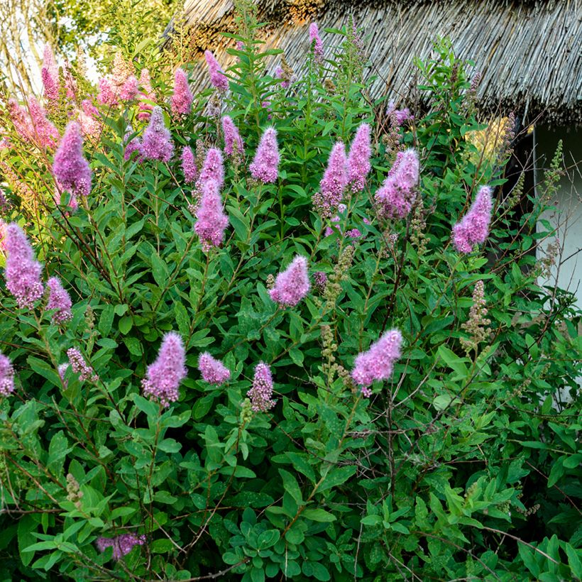 Spiraea douglasii - Spirée de Douglas (Port)