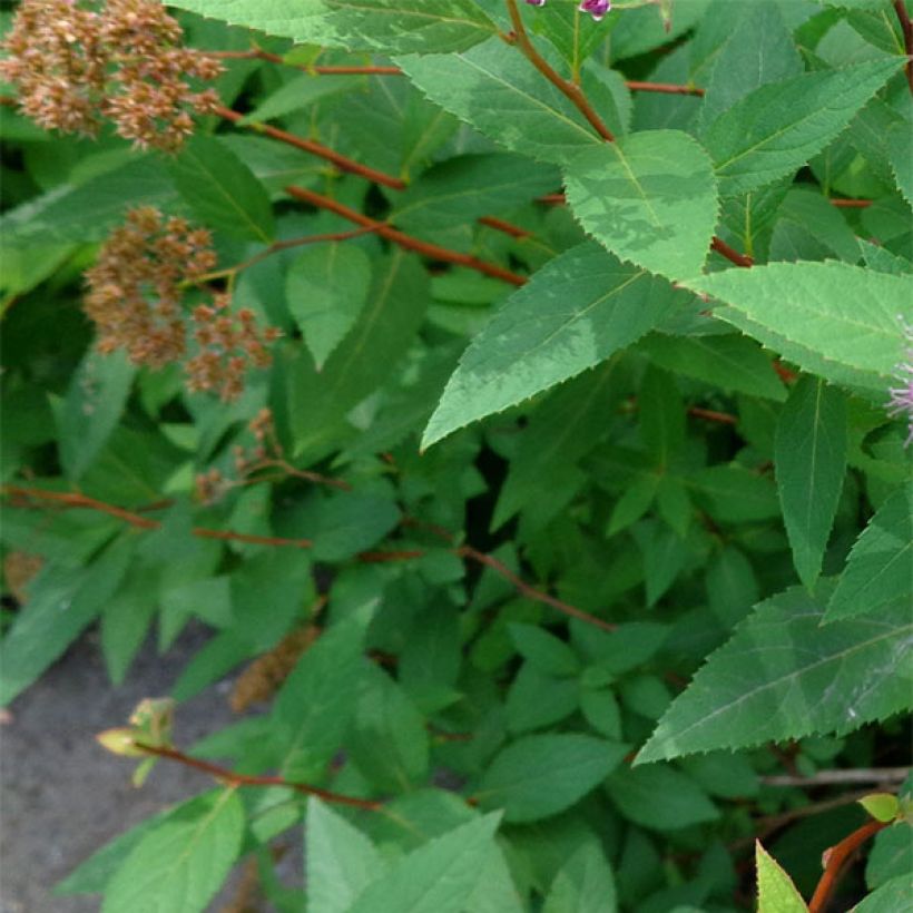 Spirée japonaise Double Play Artist - Spiraea japonica (Feuillage)