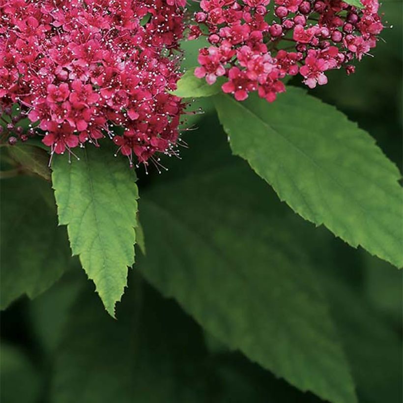 Spirée japonaise Double Play Red - Spiraea japonica (Feuillage)