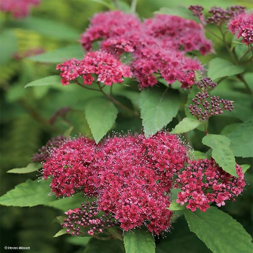 Spirée japonaise Double Play Red - Spiraea japonica (Floraison)