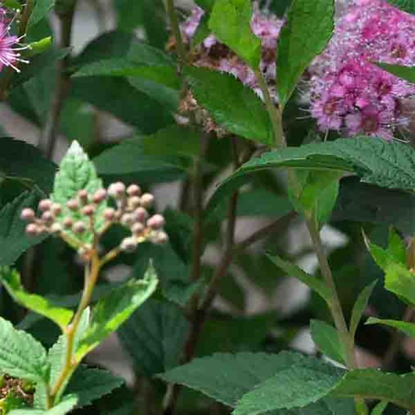 Spirée japonaise Shirobana - Spiraea japonica (Feuillage)