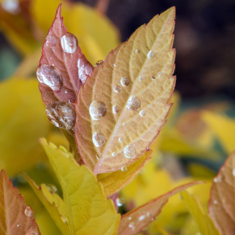 Spirée japonaise - Spiraea japonica Pink & Gold (Feuillage)