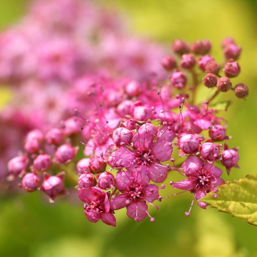 Spirée japonaise - Spiraea japonica Pink & Gold (Floraison)