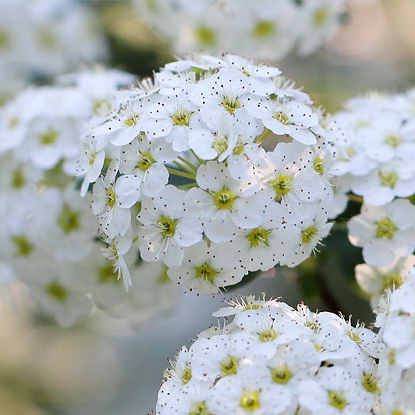 Spiraea nipponica June Bride - Spirée japonaise (Floraison)