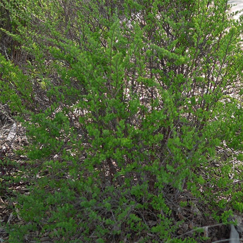 Spiraea nipponica Snowmound - Spirée japonaise (Feuillage)