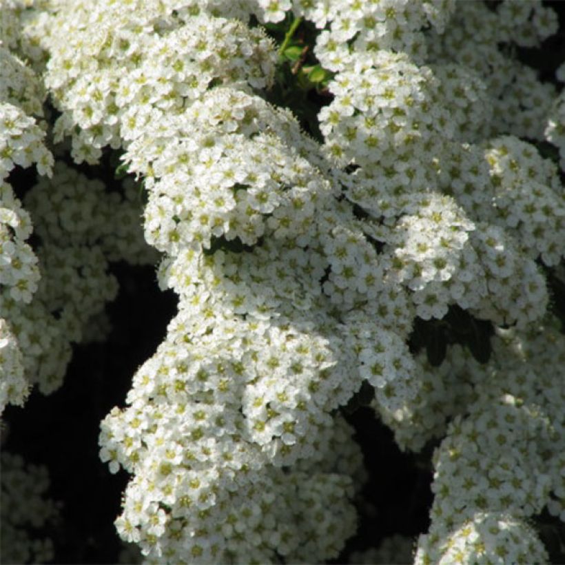 Spiraea nipponica Snowmound - Spirée japonaise (Floraison)