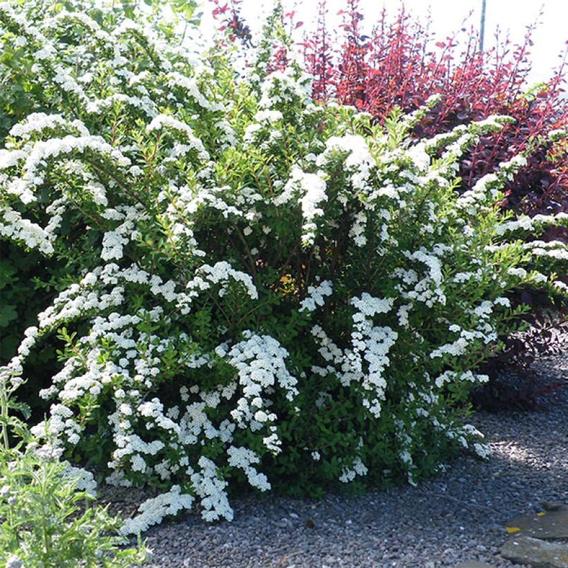 Spiraea nipponica Snowmound - Spirée japonaise (Port)