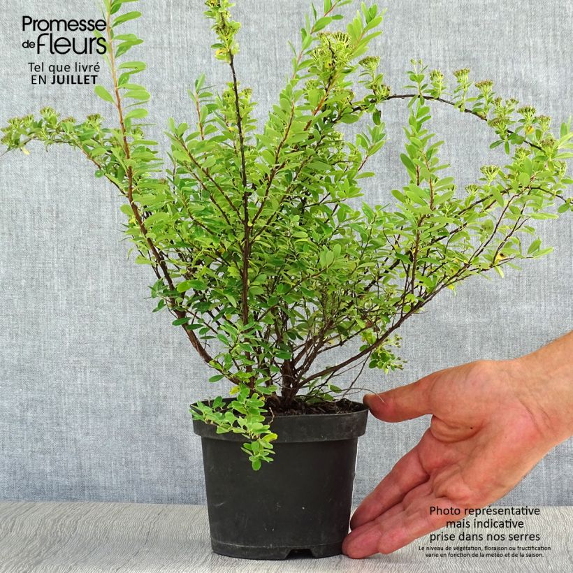 Spécimen de Spiraea nipponica Snowmound - Spirée japonaise Pot de 1L/1,5L tel que livré en été