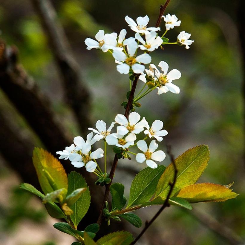 Spiraea prunifolia - Spirée à feuilles de Prunier (Floraison)