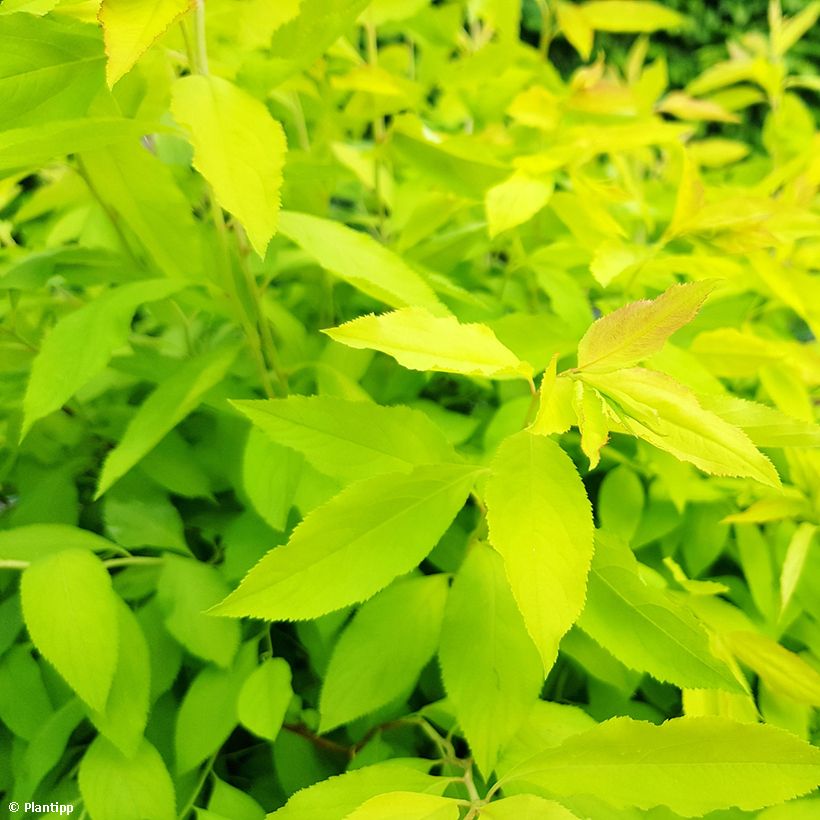 Spiraea prunifolia Goldfire - Spirée à feuilles de prunier (Feuillage)