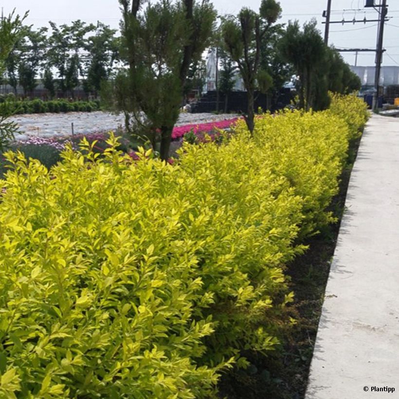 Spiraea prunifolia Goldfire - Spirée à feuilles de prunier (Port)