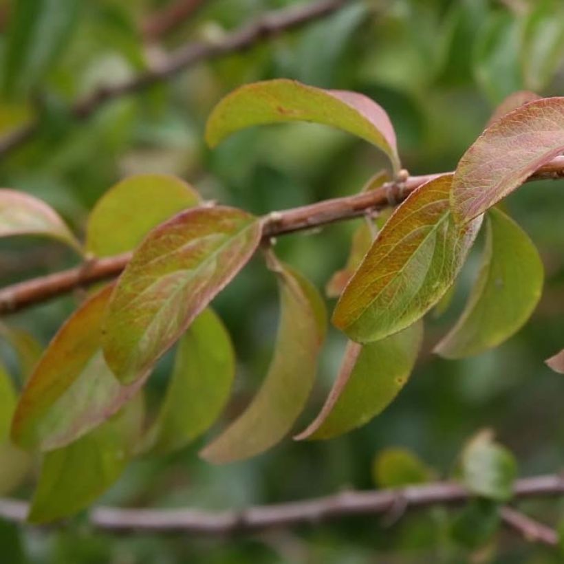 Spiraea prunifolia Plena - Spirée blanche (Feuillage)