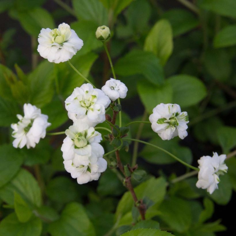 Spiraea prunifolia Plena - Spirée blanche (Floraison)
