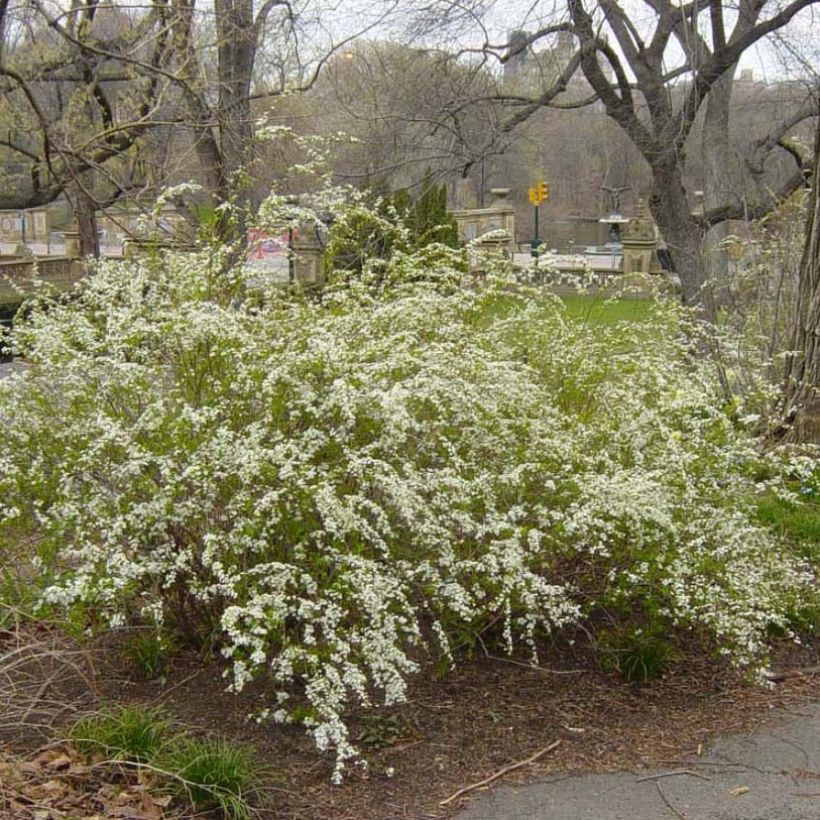 Spiraea prunifolia Plena - Spirée blanche (Port)