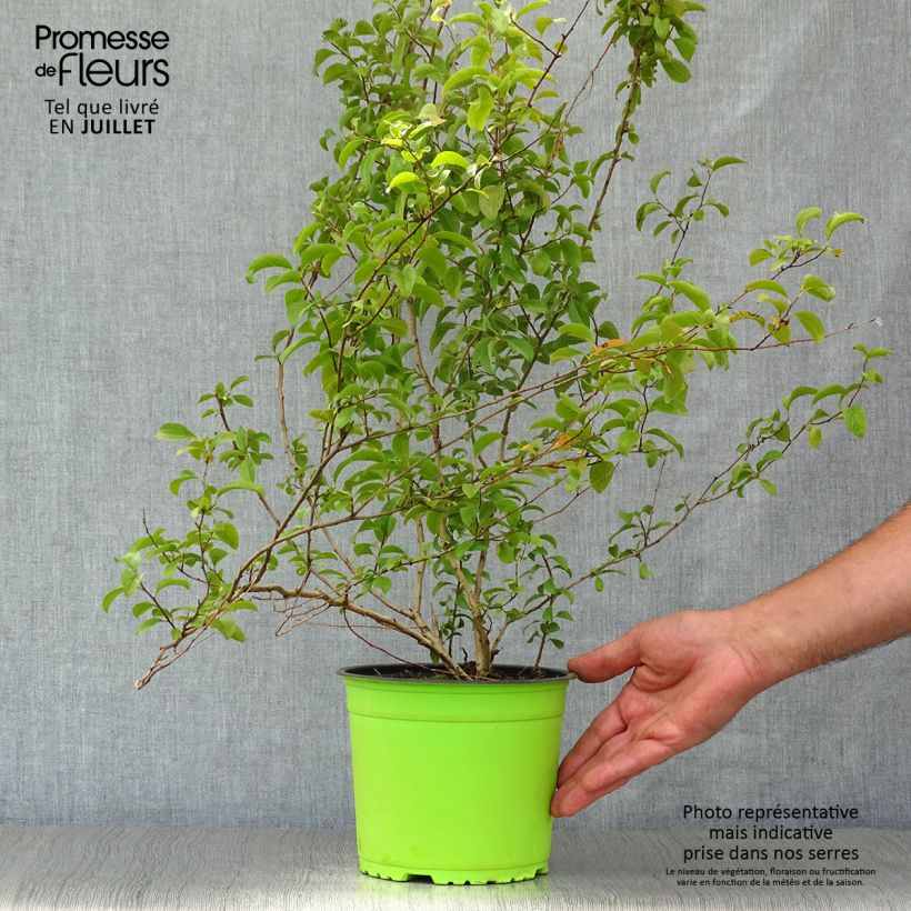 Spécimen de Spiraea prunifolia Plena - Spirée blanche Pot de 2L/3L tel que livré en été