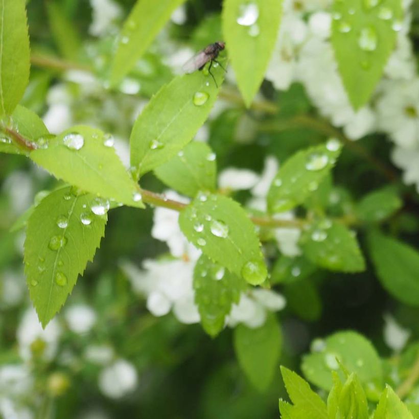 Spiraea thunbergii - Spirée de Thunberg (Feuillage)