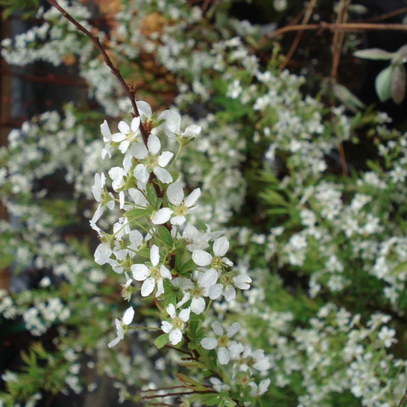 Spiraea thunbergii - Spirée de Thunberg (Floraison)