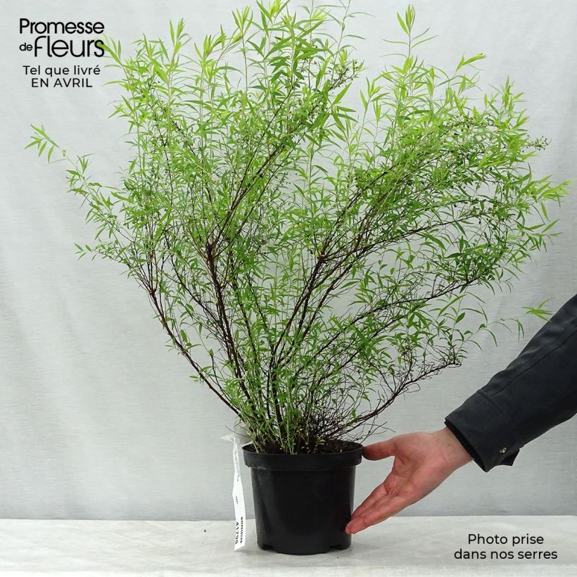 Spécimen de Spiraea thunbergii - Spirée de Thunberg en pot de 3/4L tel que livré au printemps