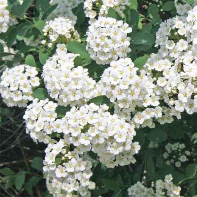 Spiraea vanhouttei - Spirée de Van Houtte (Floraison)