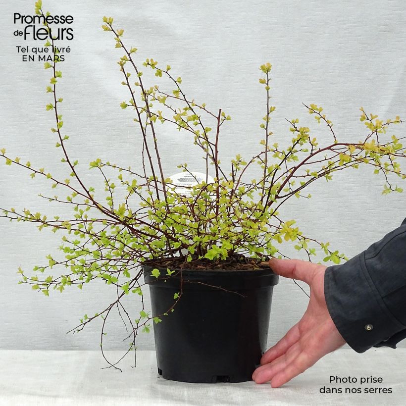 Spécimen de Spiraea vanhouttei Gold Fountain - Spirée de Van Houtte dorée Pot de 3L/4L tel que livré au printemps