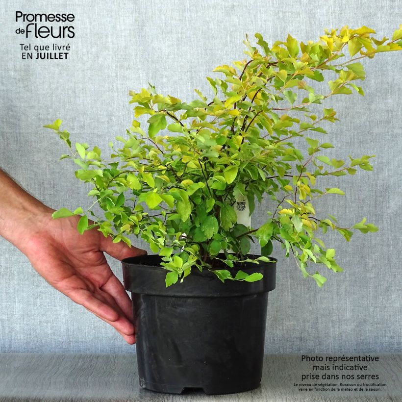 Spécimen de Spiraea vanhouttei Gold Fountain - Spirée de Van Houtte dorée Pot de 3L/4L tel que livré en été