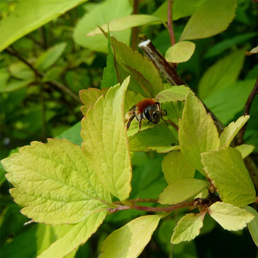 Spiraea vanhouttei Gold Fountain - Spirée de Van Houtte dorée (Feuillage)