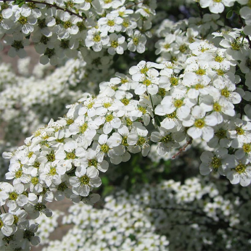 Spiraea vanhouttei Gold Fountain - Spirée de Van Houtte dorée (Floraison)