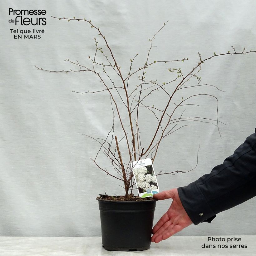 Spécimen de Spiraea vanhouttei - Spirée de Van Houtte en pot de 2/3L tel que livré au printemps
