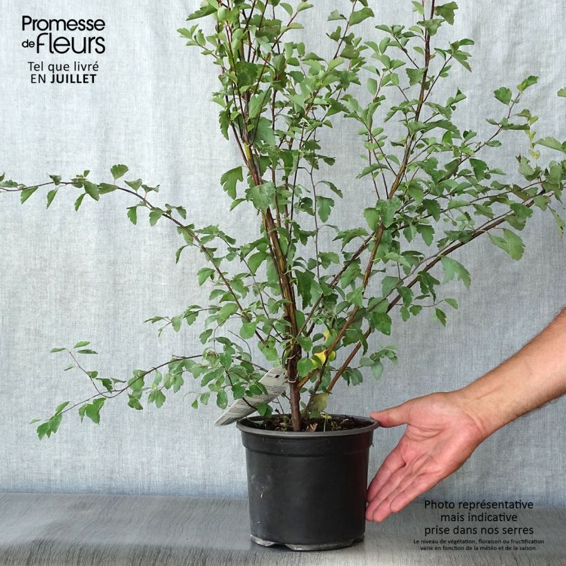 Spécimen de Spiraea vanhouttei - Spirée de Van Houtte Pot de 2L/3L tel que livré en été