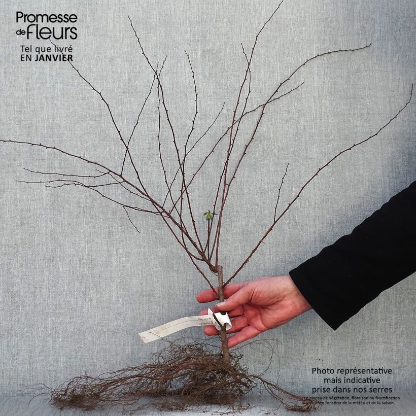 Spécimen de Spiraea vanhouttei - Spirée de Van Houtte en racines nues 40/60cm tel que livré en hiver