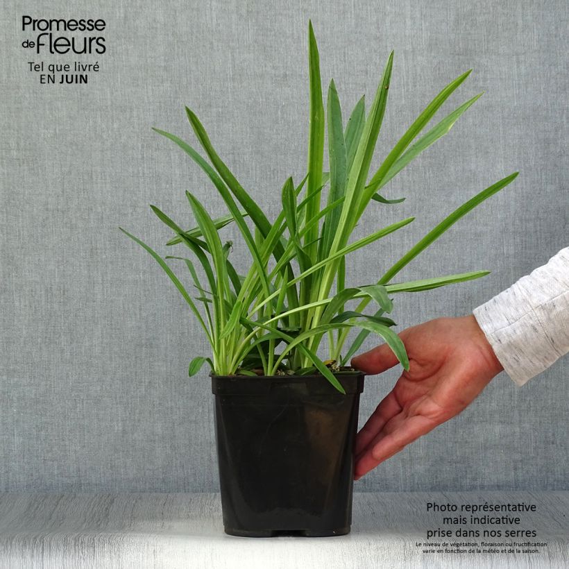 Spécimen de Spiranthes Chadd's Ford - Orchidée terrestre Pot de 2L/3L tel que livré en été