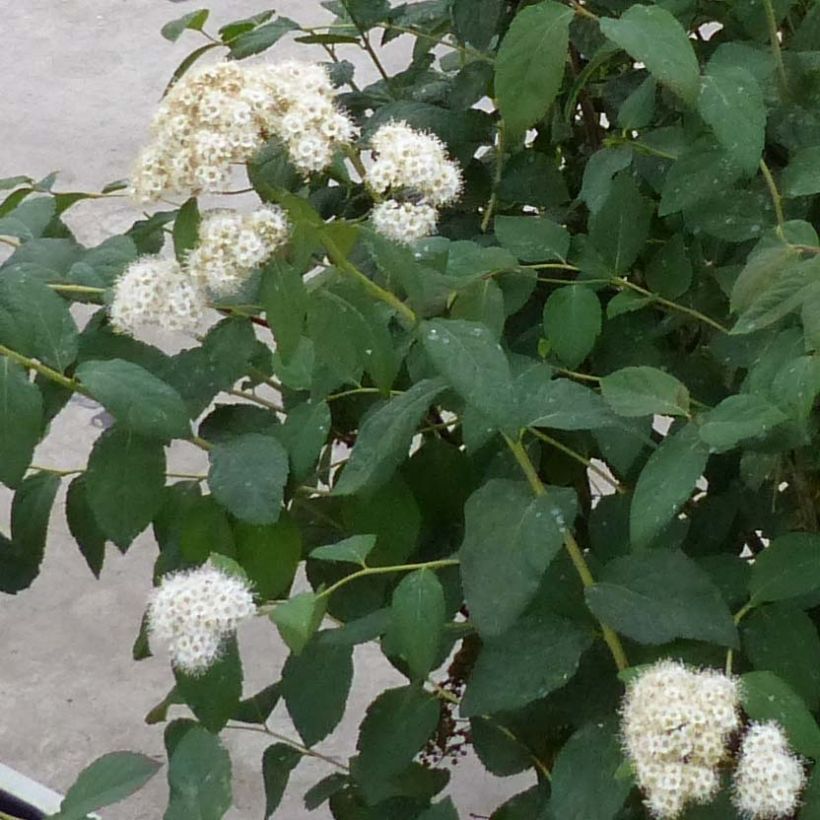 Spirée Double Play Blue Kazoo - Spiraea japonica (Floraison)