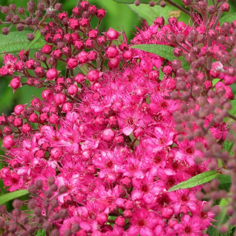 Spirée japonaise - Spiraea japonica Neon Flash (Floraison)