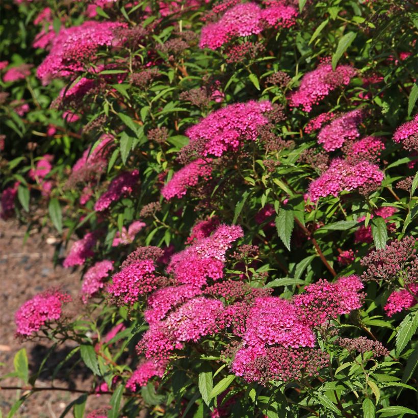 Spirée japonaise - Spiraea japonica Neon Flash (Port)