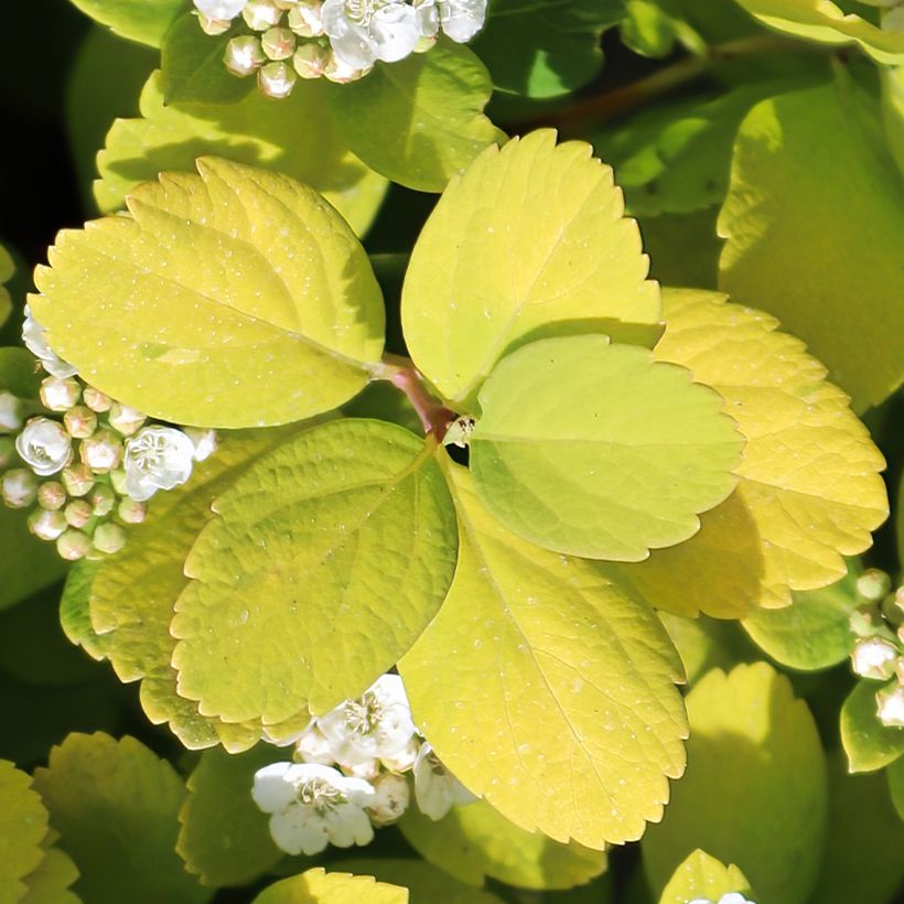 Spiraea betulifolia Island - Spirée à feuilles de bouleau (Feuillage)