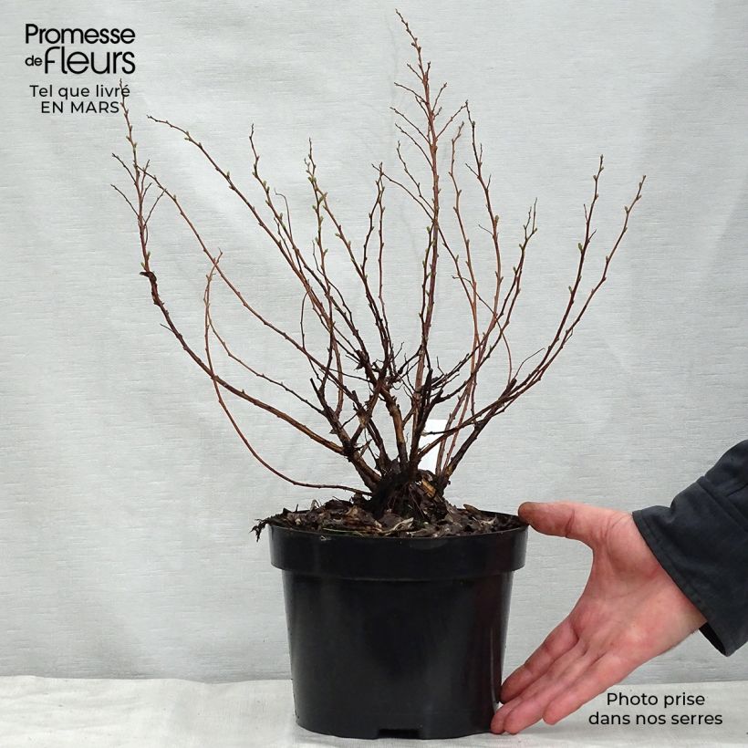 Spécimen de Spirée à feuilles de bouleau Tor - Spiraea betulifolia Pot de 3L/4LHauteur livrée env. 20/30cm tel que livré au printemps