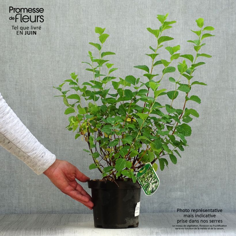 Spécimen de Spirée à feuilles de bouleau Tor - Spiraea betulifolia Pot de 3L/4L tel que livré en été