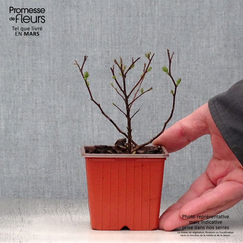 Spécimen de Spirée à feuilles de bouleau Tor - Spiraea betulifolia Godet de 8/9 cmHauteur livrée env. 10/15cm tel que livré au printemps