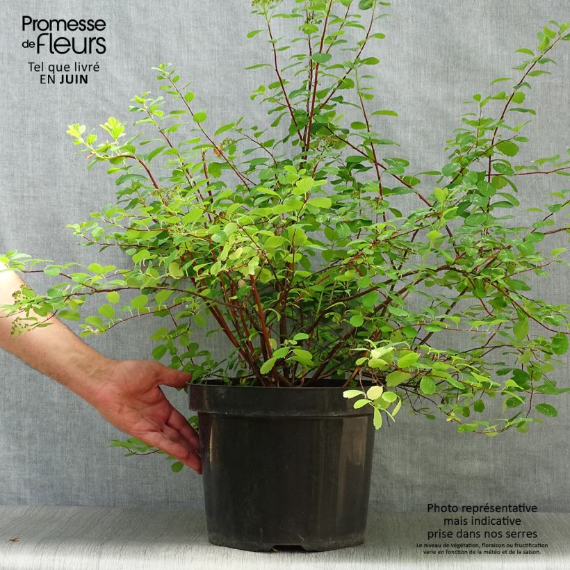 Spécimen de Spirée à feuilles de bouleau Tor - Spiraea betulifolia Pot de 7,5L/10L tel que livré en été