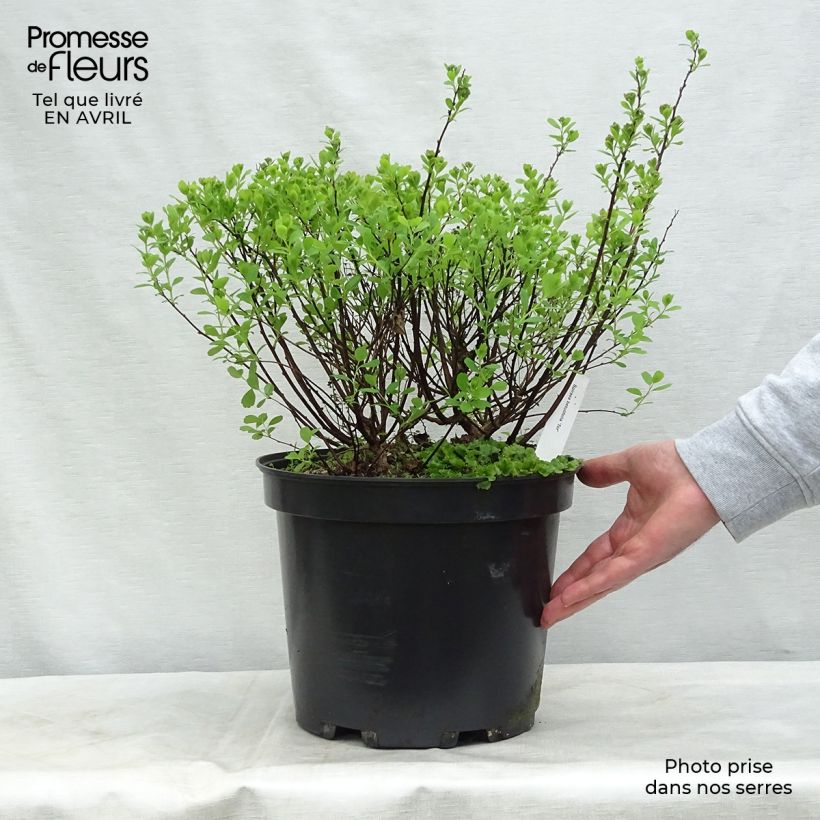Spécimen de Spirée à feuilles de bouleau Tor - Spiraea betulifolia Pot de 7,5L/10LHauteur livrée env. 50+cm tel que livré au printemps