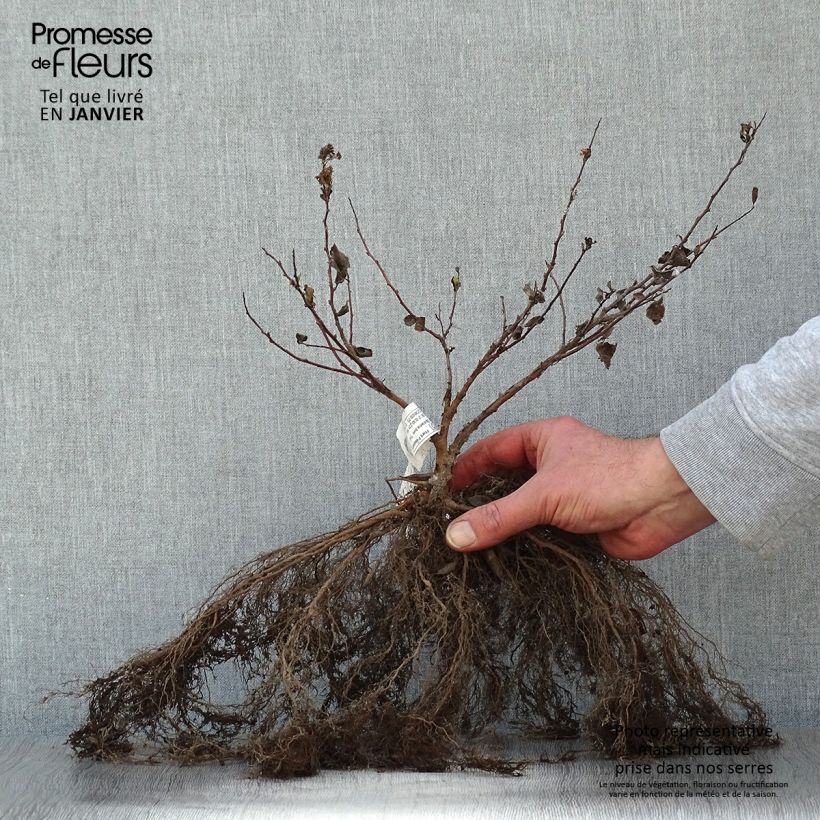 Spécimen de Spirée à feuilles de bouleau Tor - Spiraea betulifolia Petites Racines nuesHauteur livrée env. 25/40cm tel que livré en hiver