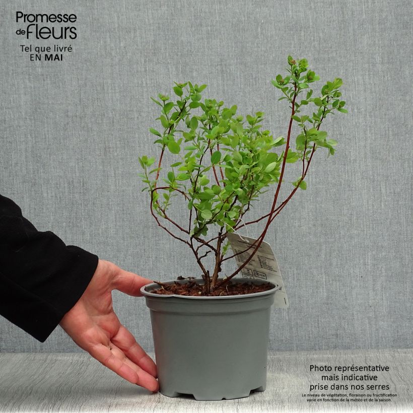 Spécimen de Spiraea betulifolia Island - Spirée à feuilles de bouleau Pot de 2L/3LHauteur livrée env. 20/30cm tel que livré au printemps
