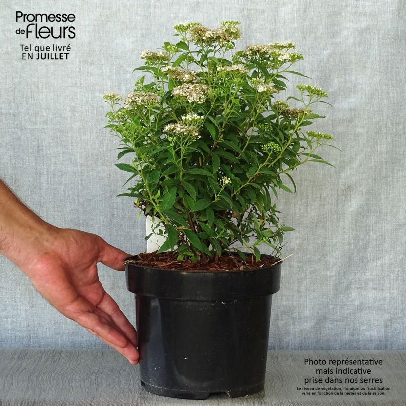 Spécimen de Spirée japonaise Albiflora - Spiraea japonica Pot de 2L/3L tel que livré en été